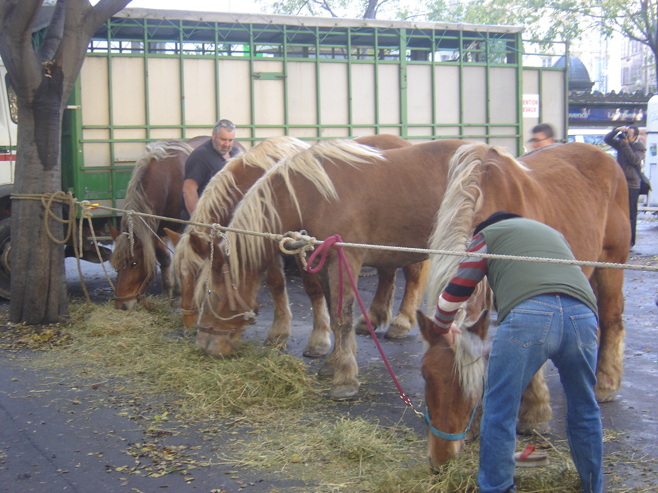 Preparation des chevaux 2